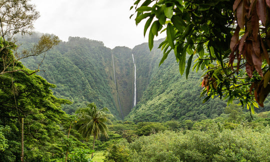 ハワイの水の文化｜“Wai”が教える、島で暮らすための知恵とサステナブルな生き方